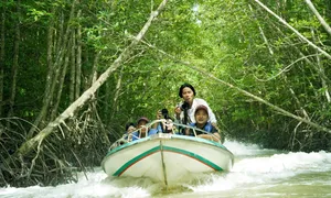 Đi cano xuyên rừng ngập mặn ở Đất Mũi